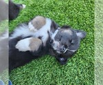 Small #6 Australian Shepherd
