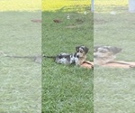Puppy Bleu Catahoula Leopard Dog