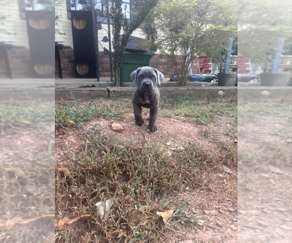 Medium Photo #3 Cane Corso Puppy For Sale in FAIRBURN, GA, USA