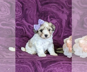 Maltipoo Puppy for sale in ATGLEN, PA, USA