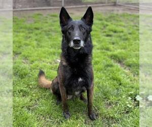 Mutt Dogs for adoption in Modesto, CA, USA