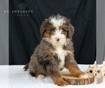 Small Photo #4 Bernedoodle Puppy For Sale in EPHRATA, PA, USA