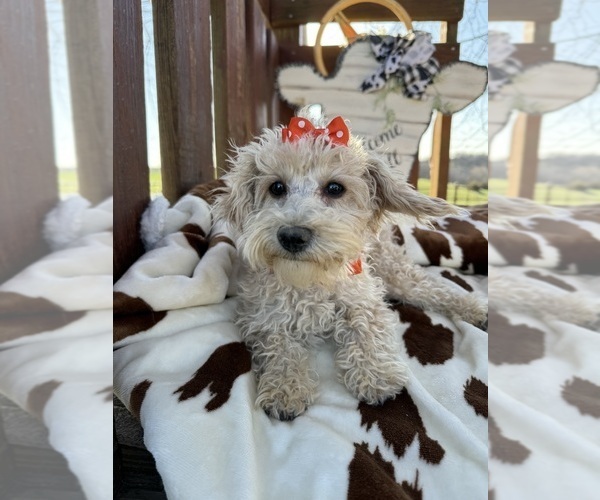 Medium Photo #7 Poodle (Miniature) Puppy For Sale in LANCASTER, MO, USA
