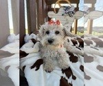 Small Photo #7 Poodle (Miniature) Puppy For Sale in LANCASTER, MO, USA