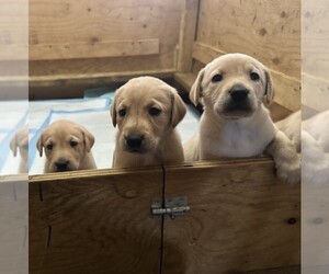 Labrador Retriever Puppy for sale in WOODBRIDGE, CT, USA