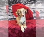 Small Photo #3 Miniature Australian Shepherd Puppy For Sale in MARTINSVILLE, IN, USA