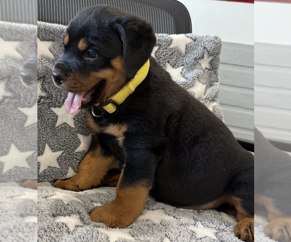 Medium Photo #3 Rottweiler Puppy For Sale in BRIGHTON, CO, USA