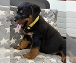 Small #2 Rottweiler
