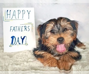 Yorkshire Terrier Puppy for sale in HILLSBORO, TX, USA