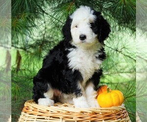 Bernedoodle Puppy for sale in FREDERICKSBG, OH, USA