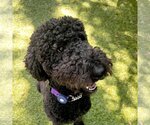 Small Photo #1 Poodle (Standard) Puppy For Sale in Valrico, FL, USA