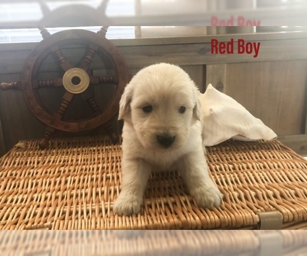 Medium Photo #25 Golden Retriever Puppy For Sale in PRYOR, OK, USA
