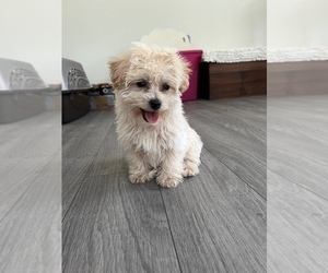 Morkie Puppy for sale in MARTINSVILLE, IN, USA