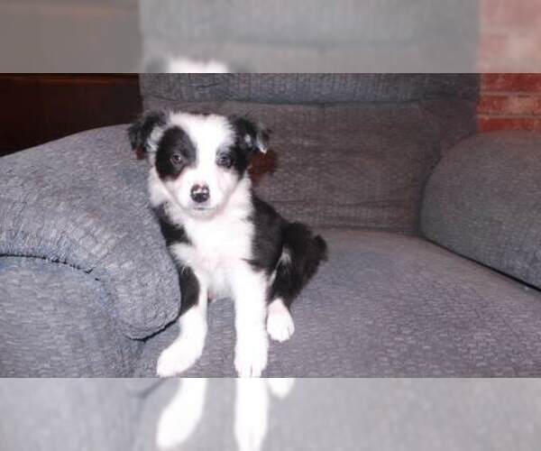 Medium Photo #17 Border Collie Puppy For Sale in AIKEN, SC, USA