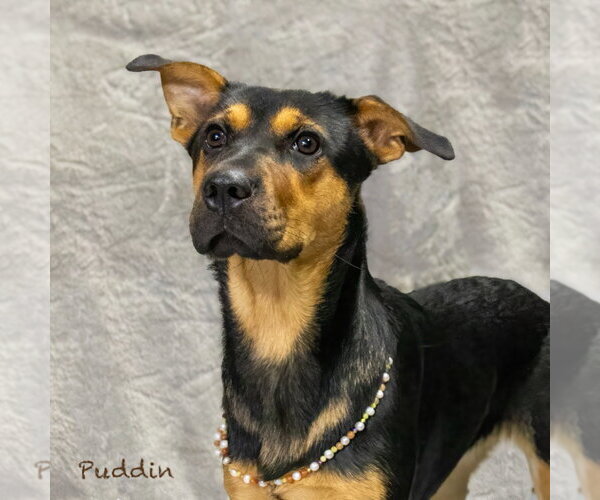 Medium Photo #3 German Shepherd Dog-Unknown Mix Puppy For Sale in Hot Springs Village, AR, USA