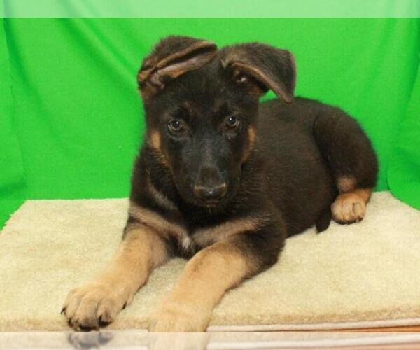 Medium Photo #3 German Shepherd Dog Puppy For Sale in SHAWNEE, OK, USA