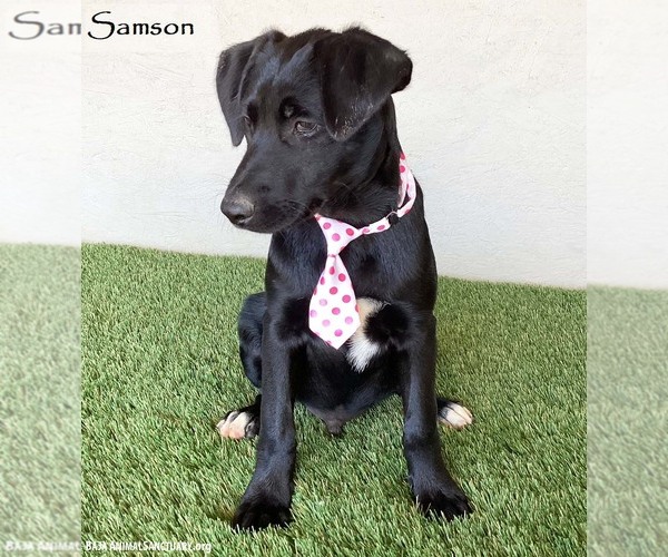 Medium Photo #1 Mutt Puppy For Sale in San Diego, CA, USA