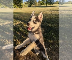 Siberian Husky Puppy for sale in BRADFORD, OH, USA