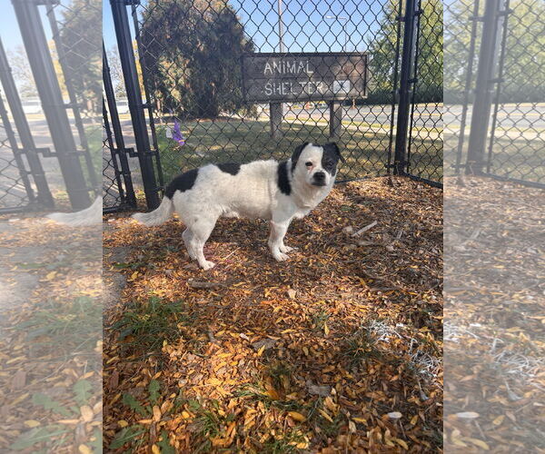 Medium Photo #1 Chug Puppy For Sale in Princeton, MN, USA