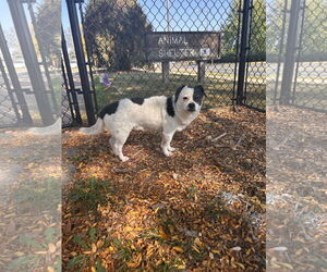 Chug Dogs for adoption in Princeton, MN, USA