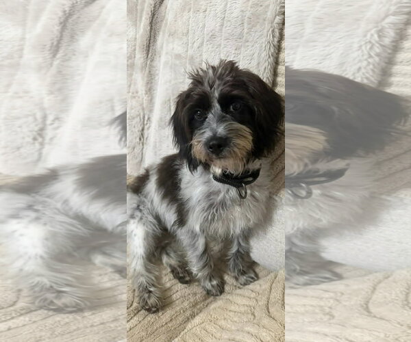 Medium Photo #1 Shih-Poo Puppy For Sale in Arlington, VA, USA