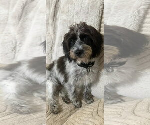 Shih-Poo Dogs for adoption in Arlington, VA, USA