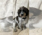 Small Shih-Poo
