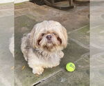Small #2 Shih Tzu