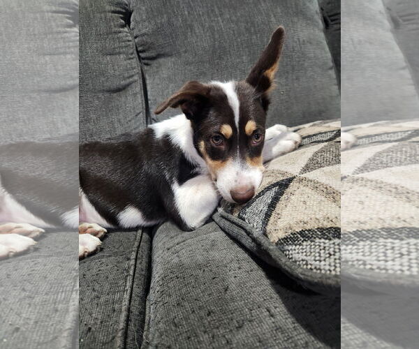Medium Photo #7 Australian Shepherd-Beagle Mix Puppy For Sale in Plainfield, IL, USA