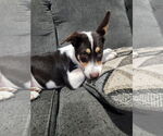 Small #6 Australian Shepherd-Beagle Mix
