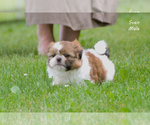 Small #10 Shih Tzu