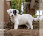 Small #5 Labrador Retriever Mix