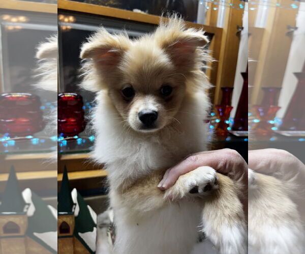 Medium Photo #1 Pomeranian Puppy For Sale in Sioux Falls, SD, USA