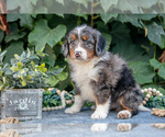 Puppy Becca Bernedoodle (Miniature)