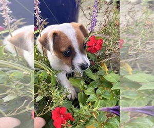 Jack Russell Terrier Puppy for sale in NASHVILLE, NC, USA