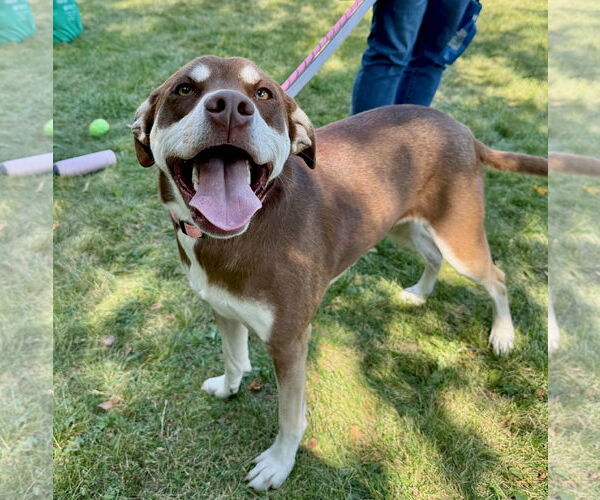 Medium Photo #2 Siberian Husky-Unknown Mix Puppy For Sale in GILBERTS, IL, USA