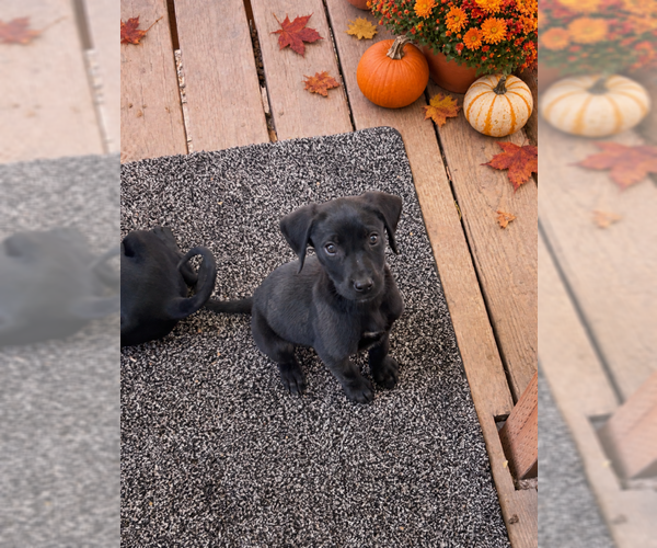 Medium Photo #2 Mutt Puppy For Sale in MIDWAY, UT, USA