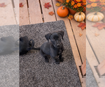 Small Photo #2 Mutt Puppy For Sale in MIDWAY, UT, USA