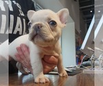 Puppy Yeti French Bulldog