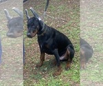Small Photo #3 Doberman Pinscher Puppy For Sale in ROCKWALL, TX, USA
