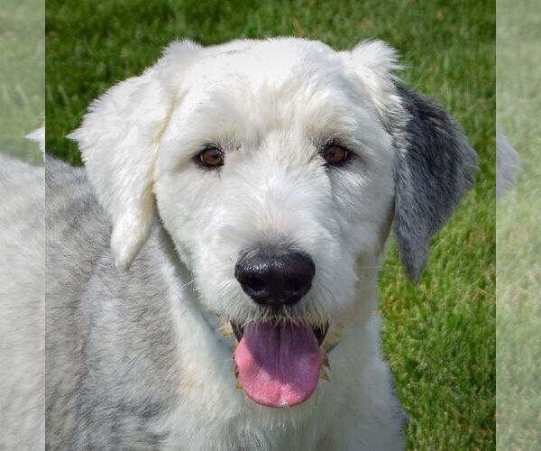 Medium Photo #6 Mutt Puppy For Sale in Huntley, IL, USA