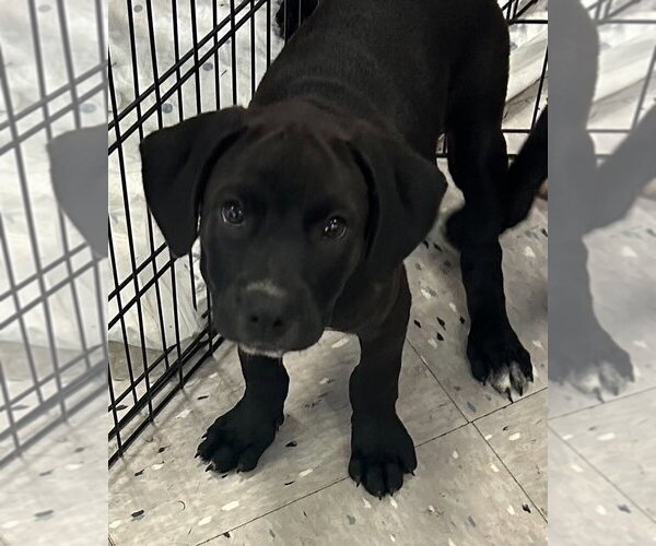 Medium Photo #1 Labrador Retriever-Unknown Mix Puppy For Sale in Palatine/Kildeer/Buffalo grove, IL, USA