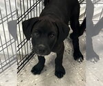 Small Labrador Retriever Mix