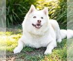 Small Siberian Husky