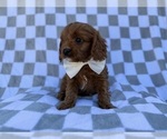 Small #6 Cavapoo (Miniature)
