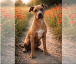 Small #1 Boston Terrier-Boxer Mix