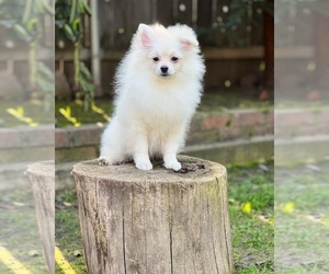 Pomeranian Dog for Adoption in STKN, California USA