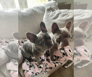 French Bulldog Puppy for sale in LAPEER, MI, USA