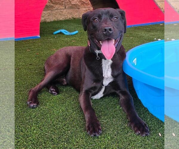Medium Photo #19 Labrador Retriever-Unknown Mix Puppy For Sale in Rockwall, TX, USA