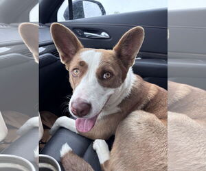 American Pit Bull Terrier-Border Collie Mix Dogs for adoption in Princeton, MN, USA